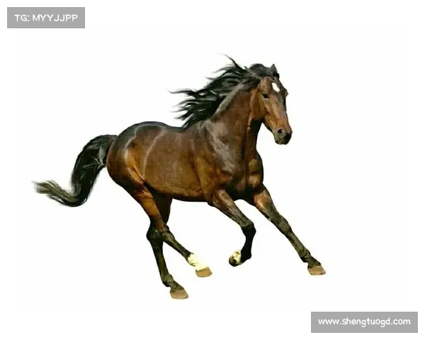 七步掌握汗血宝马驾驭技巧，带你领略驰骋沙场的非凡体验