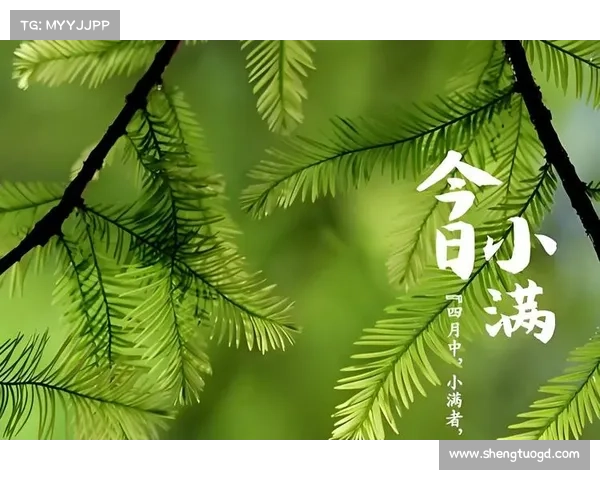 小满时节的自然律动与生命绽放探寻和谐美好与丰盈的体验