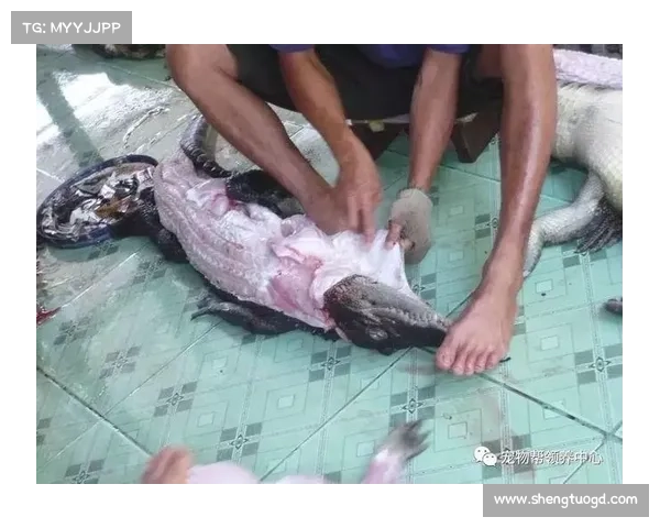 冰虎宝宝首次亮相全球关注 如何加强保护措施保障这一珍稀物种生存 冰虎宝宝首次亮相全球关注 如何加强保护措施保障这一珍稀物种生存